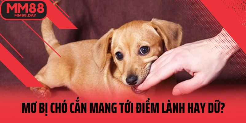 mo-bi-cho-can-mang-toi-diem-lanh-hay-du